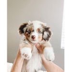 Softie's White
