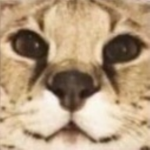 Official Serval Fan Club