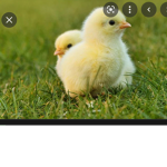 Ducks Rule!!