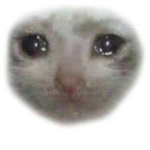 lovce cat