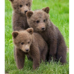 The bears love