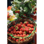 SI DOR BER LY