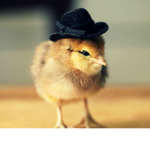 Mr-chicken-boi fan group
