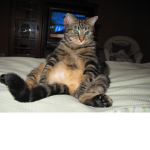 Cat ######## :) :) :) :) :) I LOVE CATS