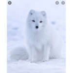 The foxes pack club/T.F.P.C!