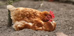 Hoodie and shirts (chicken)