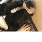 .+.doggos for life .+.