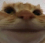 cats and rats and bats