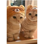 Cat in Teddy Bear costume