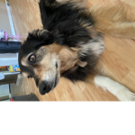 If you love dogs you can join