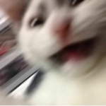 "minori"