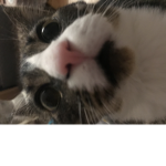 Snxwy_mistyy