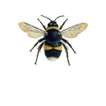 .The Beehive.