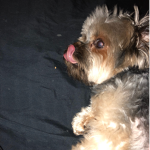 navidog = best dog