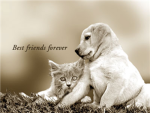 frriendship group