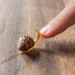 SnailPowder