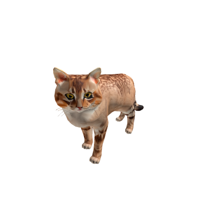 Cat Pet