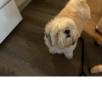 Subscribe to Lilbudyypa1 on YouTube
