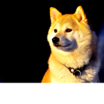 all the doges group
