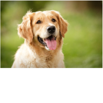 Dogs and dogs and dogs