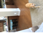 Gravy cat nation