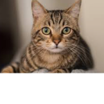 Cats forever and ever
