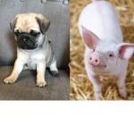 THE PIG PUG ARMY