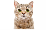 Super Mega cat squad
