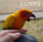 sun conure group