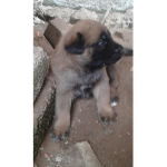 amigos hola solo