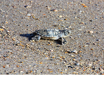 get a pet turtle obby