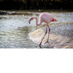 Flamingo heater fan club