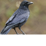 DarkLordCrows