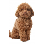 Dog chocolate