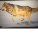 Wolves among us