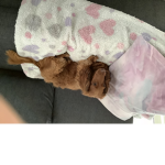 Annie and amarlies hideout