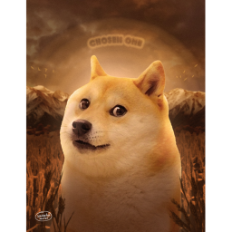 Doge paradise