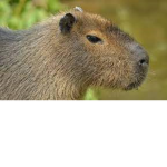 capybara gaming group!