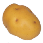 Potato Studies