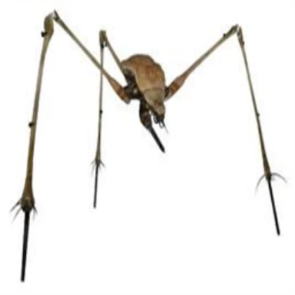 Strider (Half-life)