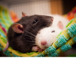 RB-Rats and bats clan