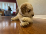 WE LOVE PUPPIES AND DOGS!