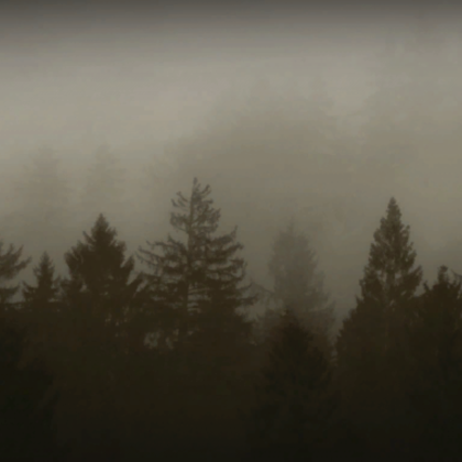 Foggy Trees