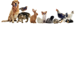 Animal Group/Squad! :)