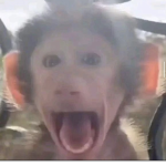 Monkeys554