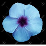The Bleu Group