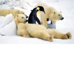 Penguin And Bear Club! MLG!