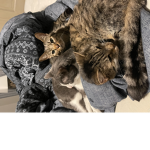 Fortnite_cats