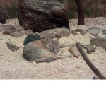 LALA TURTLE