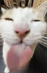 FUNNYCAT.JPEG